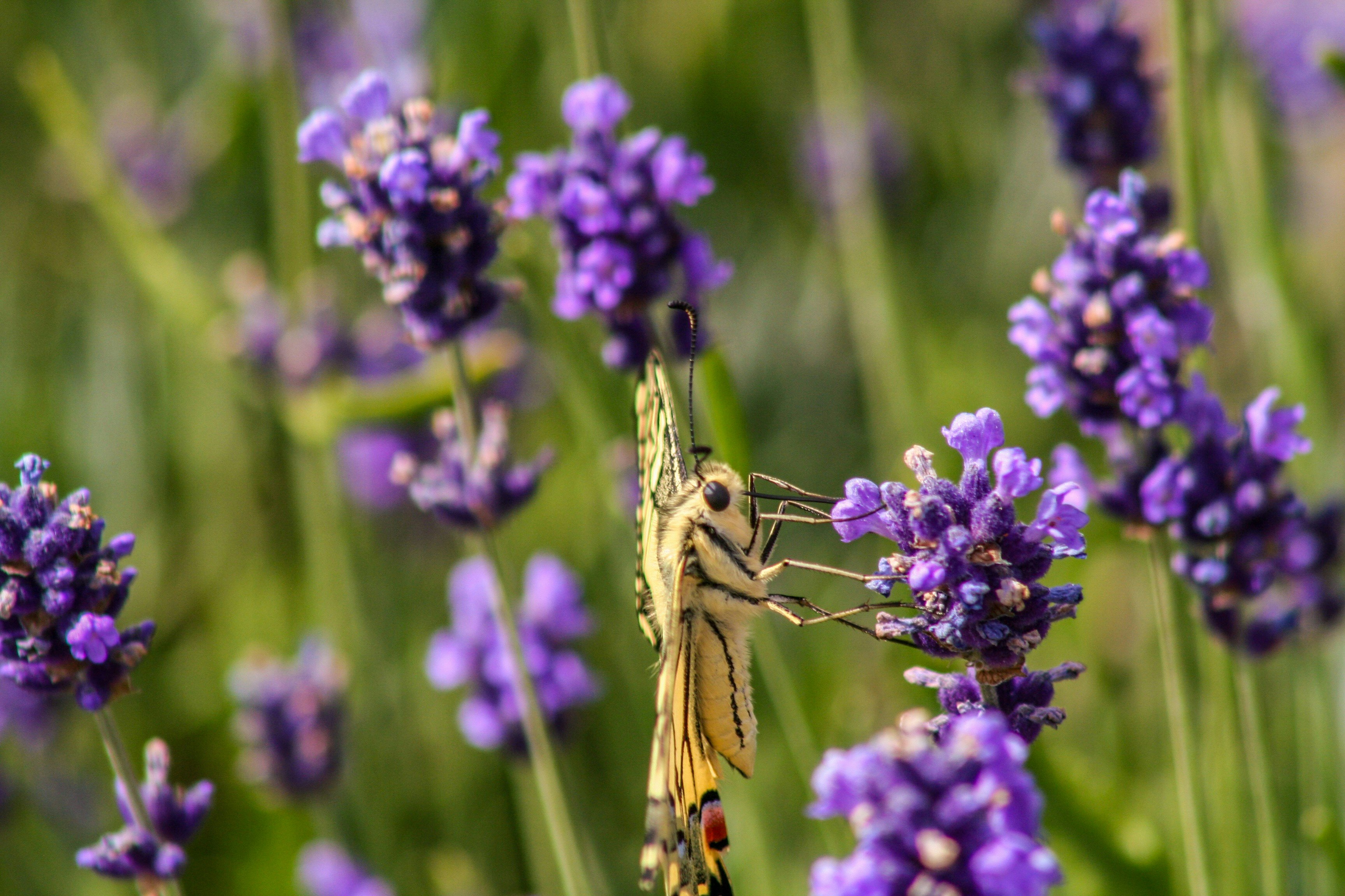 yellow and black moth on purple flowers